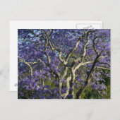 Blooming Jacaranda Trees in New Boerderij Park, 2 Briefkaart (Voorkant / Achterkant)