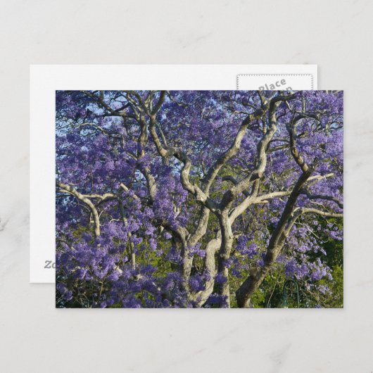 Blooming Jacaranda Trees in New Boerderij Park, 2 Briefkaart (Voorkant / Achterkant)