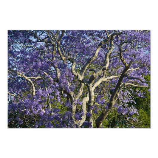 Blooming Jacaranda Trees in New Boerderij Park Foto Afdruk (Voorkant)
