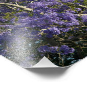Blooming Jacaranda Trees in New Boerderij Park Foto Afdruk (Hoek)