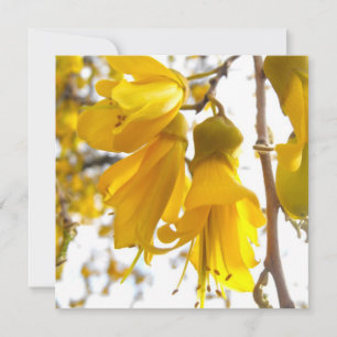Blooming Kowhai Tree