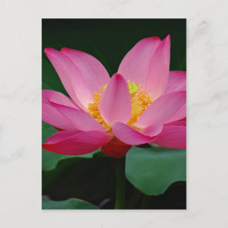 Blooming Lily Briefkaart