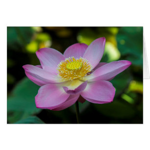 Blooming lotusbloem, Indonesië