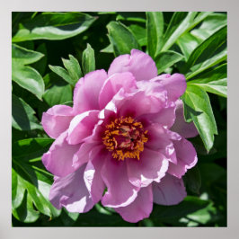 Blooming Peony Poster