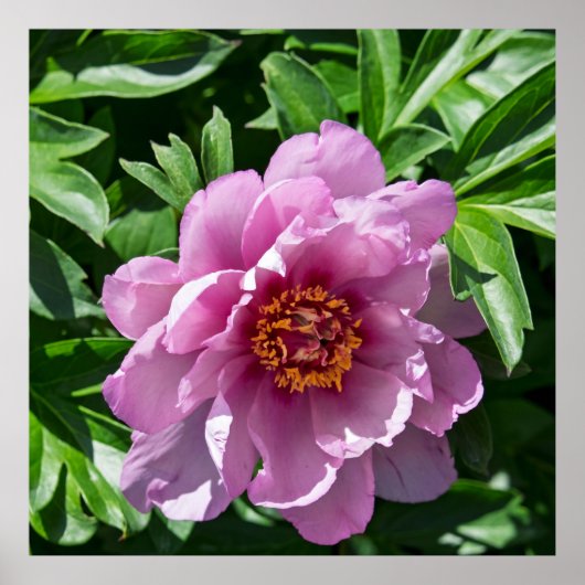 Blooming Peony Poster (Voorkant)