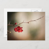 Blooming Quince Post-kaarten Briefkaart (Voorkant / Achterkant)