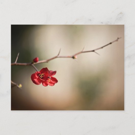 Blooming Quince Post-kaarten Briefkaart (Voorkant)