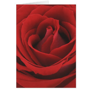 Blooming Red Rose