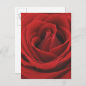 Blooming Red Rose Briefkaart (Voorkant / Achterkant)