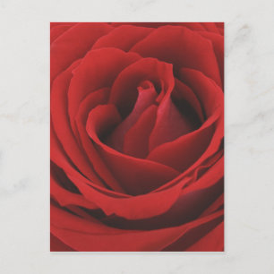Blooming Red Rose Briefkaart