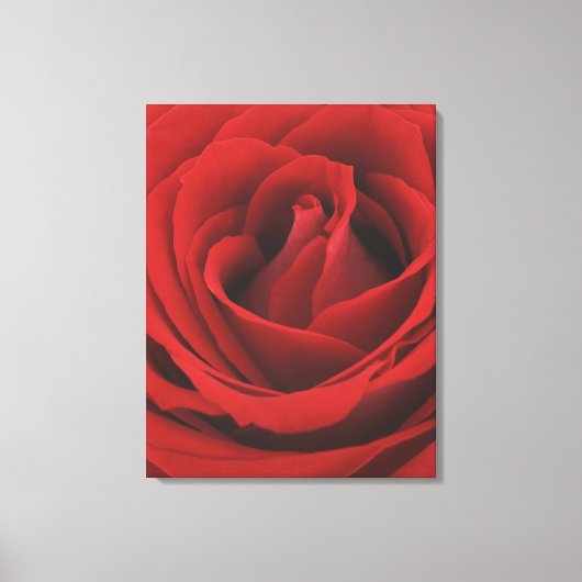 Blooming Red Rose Canvas Afdruk (Voorkant)