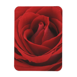Blooming Red Rose Magneet