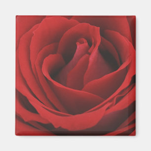 Blooming Red Rose Magneet