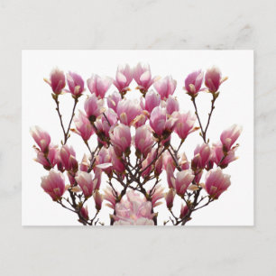 Blooming roze Magnolias Spring Flower Briefkaart