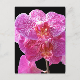 Blooming Roze Orchids Briefkaart