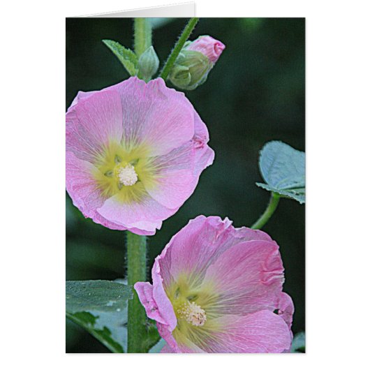 Blooming samen l Pink Hollyhock Flowers (Voorkant)