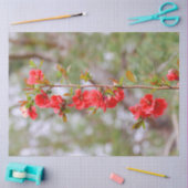 Blooming Spring Tissuepapier (Craft)