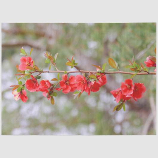 Blooming Spring Tissuepapier (Voorkant)
