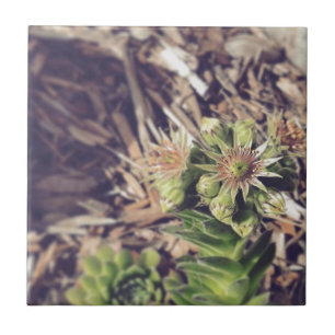 Blooming van Planten van kippen en kippen Tegeltje