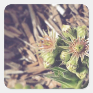 Blooming van Planten van kippen en kippen Vierkante Sticker