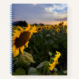 Blooming van zonnebloemen notitieboek