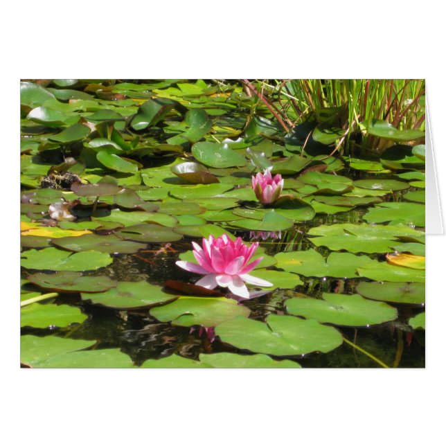 Blooming Water Lillies (Voorkant Horizontaal)
