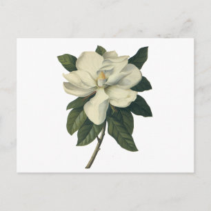  Blooming White Magnolia Blossom Flowers Briefkaart
