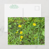 Bloomings de Californie : Carte postale Buttercup (Devant / Derrière)