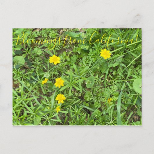 Bloomings de Californie : Carte postale Buttercup (Devant)