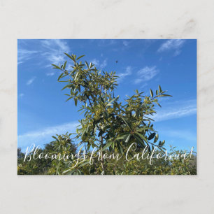 Bloomings de Californie : Carte postale de café