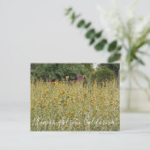 Bloomings de Californie : Carte postale Fiddleneck (Debout devant)