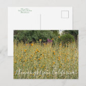 Bloomings de Californie : Carte postale Fiddleneck (Devant / Derrière)