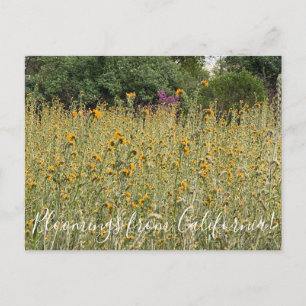 Bloomings de Californie : Carte postale Fiddleneck