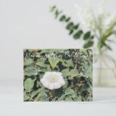 Bloomings de Californie : Carte Postale Sacred Dat (Debout devant)