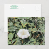 Bloomings de Californie : Carte Postale Sacred Dat (Devant / Derrière)