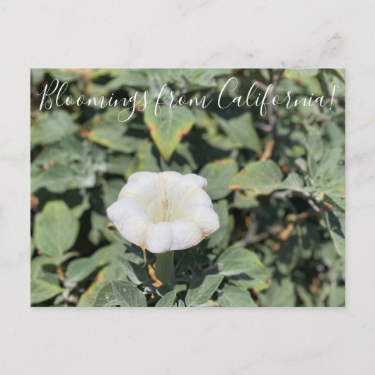 Bloomings de Californie : Carte Postale Sacred Dat (Devant)