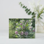 Bloomings de Californie : Carte postale Showweed M (Debout devant)