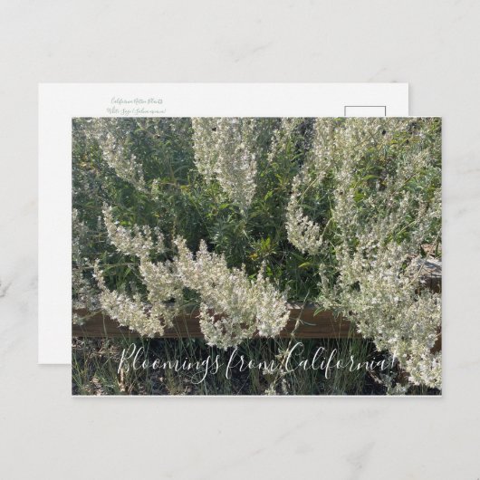 Bloomings de Californie : Carte postale White Sage (Devant / Derrière)