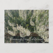 Bloomings de Californie : Carte postale White Sage (Devant)