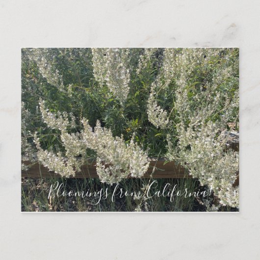 Bloomings de Californie : Carte postale White Sage (Devant)