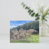 Bloomings from California : Carte postale Coyote B (Debout devant)