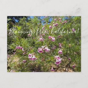 Bloomings from California : Carte postale Willow D