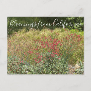 Bloomings from California: Rode Boekweit Briefkaar Briefkaart