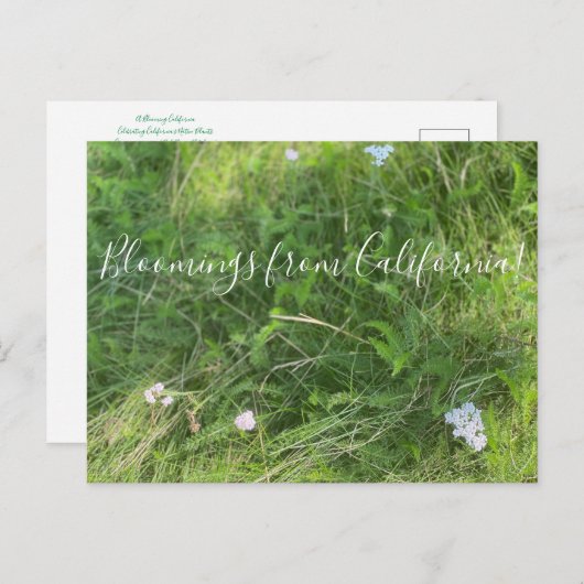 Bloomings uit Californië: Achillea millefolium Briefkaart (Voorkant / Achterkant)