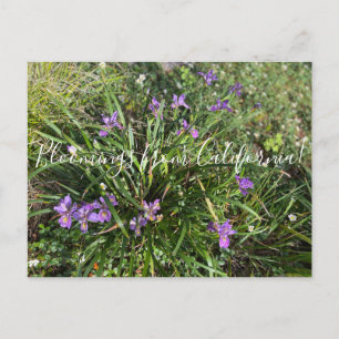 Bloomings uit Californië: April Iris Briefkaart