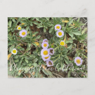 Bloomings uit Californië: Beach Aster Briefkaart