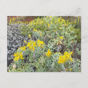 Bloomings uit Californië: Bladderpod Briefkaart