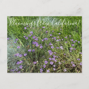 Bloomings uit Californië: Blue Eyed Grass Briefkaart
