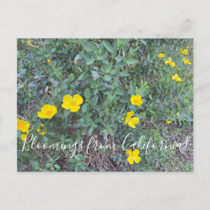 Bloomings uit Californië: Briefkaart van de boompa