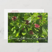 Bloomings uit Californië: Briefkaart van de Struik (Voorkant / Achterkant)